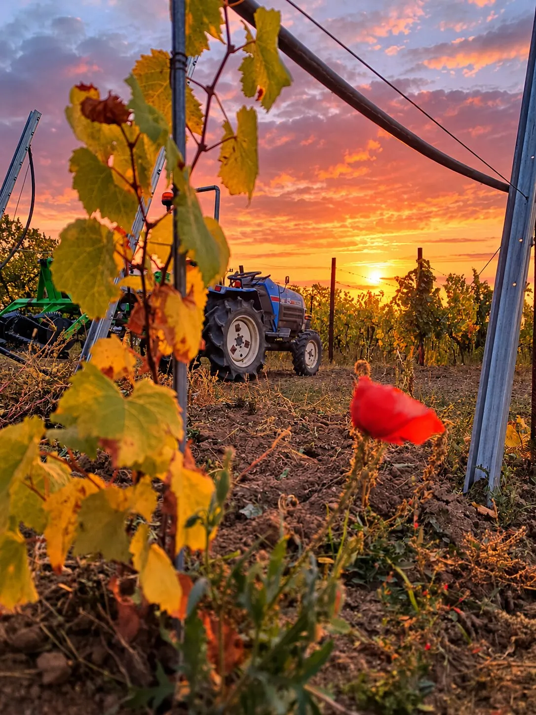Rodinné vinařství SEIDL – fotografie 1
